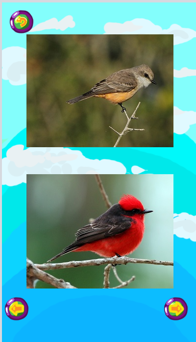 Vermillion flycatcher gallery