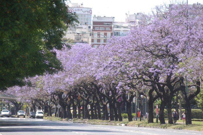 Jacarandás in Buenos Aires. Photo credit: MAyEP/GCBA.