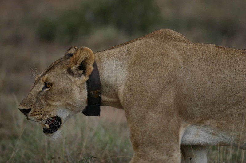 this kind of sensors is using to study the animal life and our sensors is look nearly the same so we can use it to find the fire in the forests    