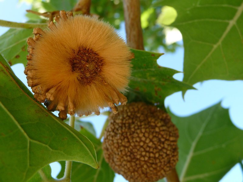 American sycamore (Platanus occidentalis) seeds are highly allergenic. Author: Jeff Turner (http://www.flickr.com/people/40518938)