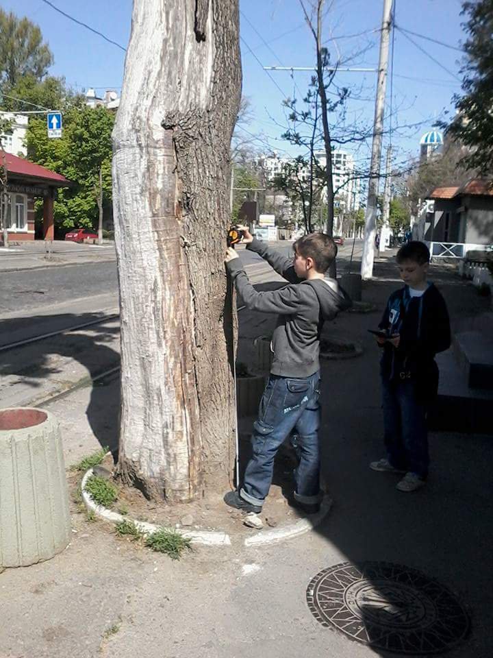 Tree diameter measured on the 1.3m height.